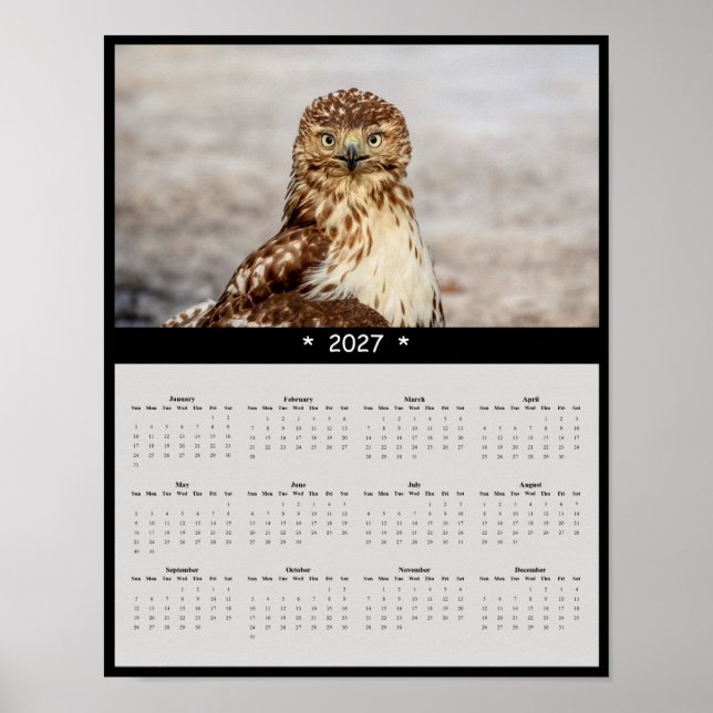 Poster Calendrier mural 2027 Buse à queue rousse - Grands (Devant)