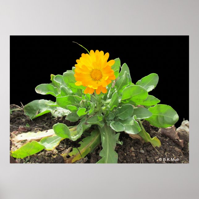 Poster - Calendula Blossom (Vorne)