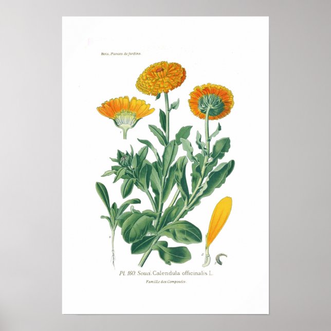 Poster Calendula officinalis (Pot marigold) (Devant)