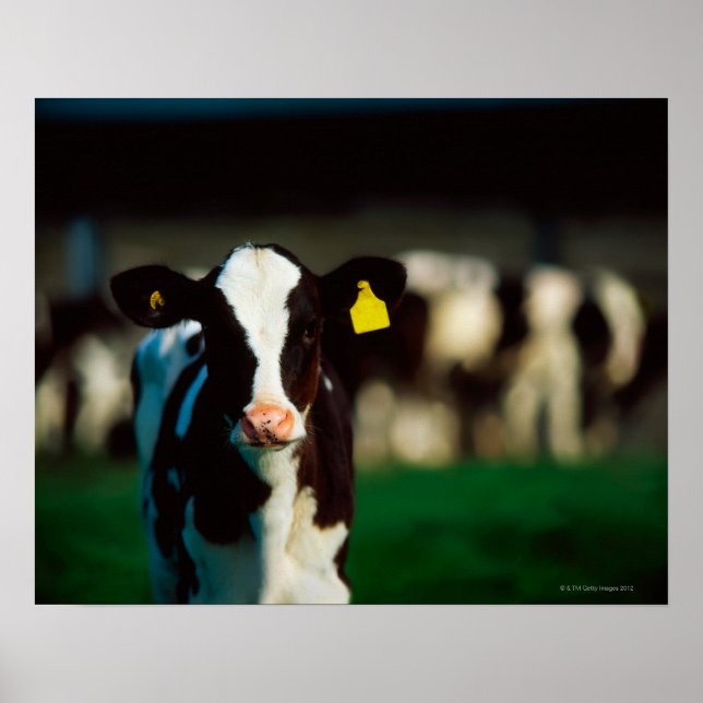 Poster Calf Holstein-Friesian (Devant)