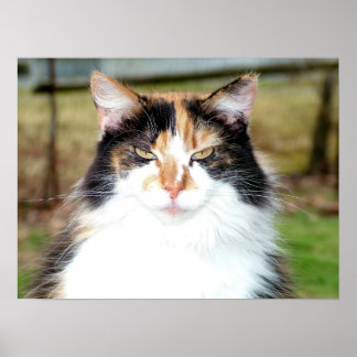 Poster Calico Cat