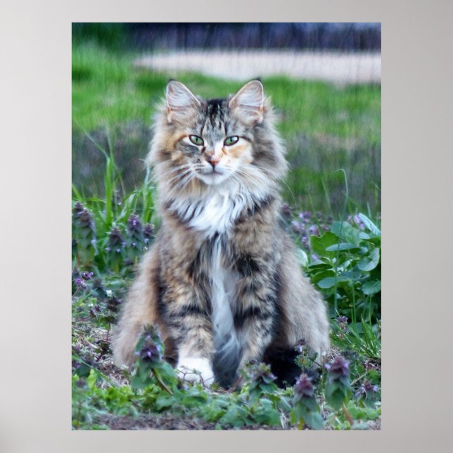 Poster Calico Cat (Devant)