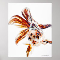 Calico Fantail Comet (Carassius)