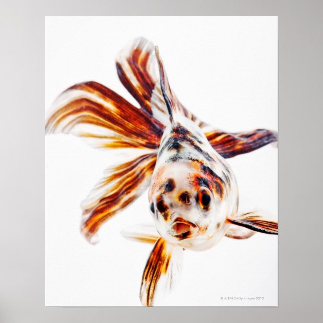 Poster Calico Fantail Comet (Carassius) (Devant)