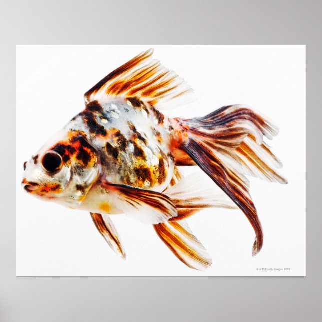 Poster Calico Fantail Comet poisson rouge (Devant)