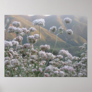 Poster California Buckwheat