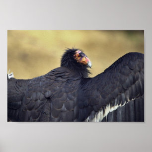 Poster California condor