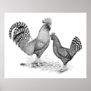 Poster California Grey Rooster and Hen