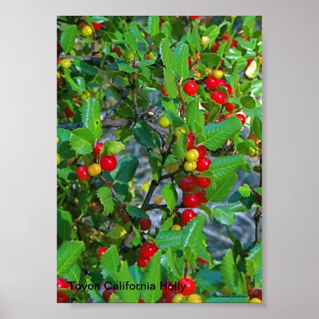 Poster California holly, Toyon California Holly, Ray ... (Devant)