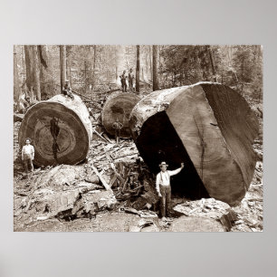 Poster California Lumberjacks Fallen Redwood 1910