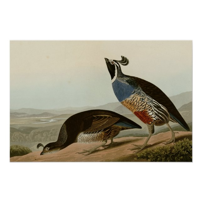 Poster California Partridge (Devant)