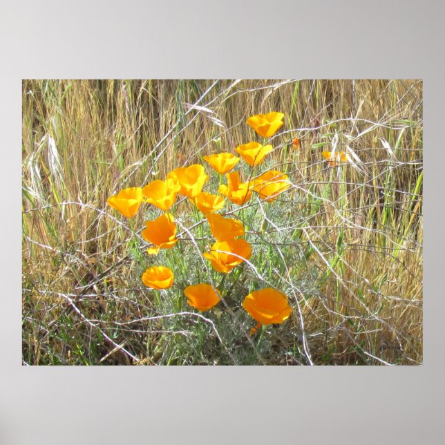 Poster - California Poppies (Devant)