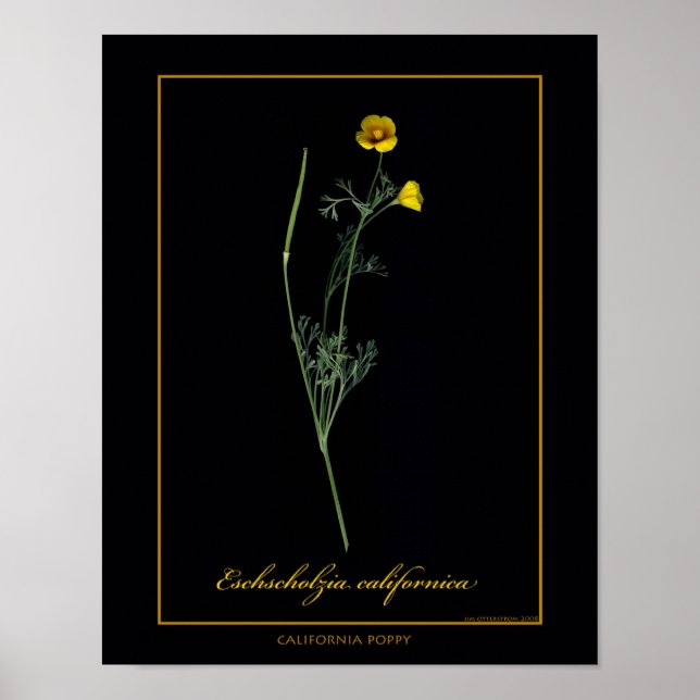 Poster California Poppy Botanical Art (Devant)