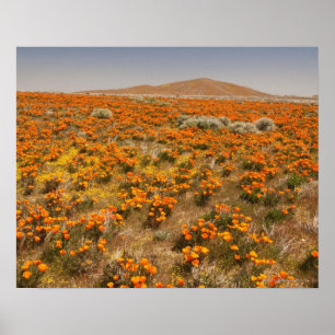 Poster California poppy wildflower