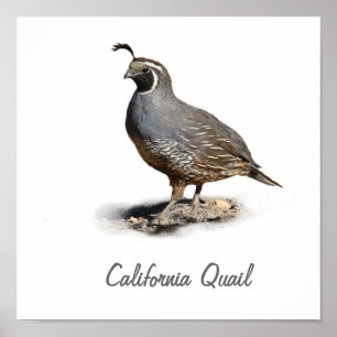 POSTER CALIFORNIA QUAIL