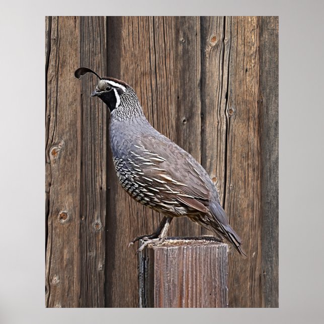 POSTER CALIFORNIA QUAIL À BARNBOARD (Devant)