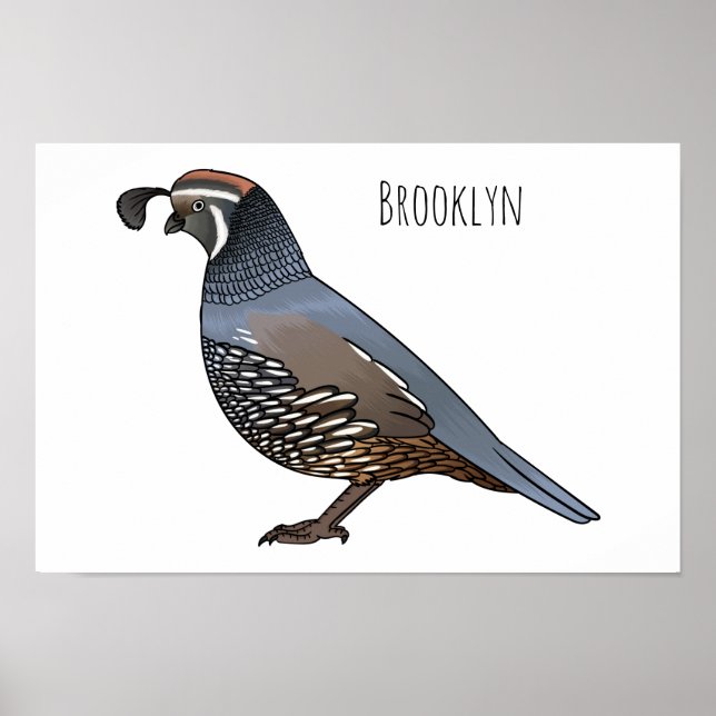 Poster California quail bird cartoon illustration  (Devant)