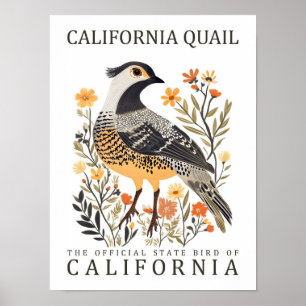 Poster California Quail Bird of California USA Travel