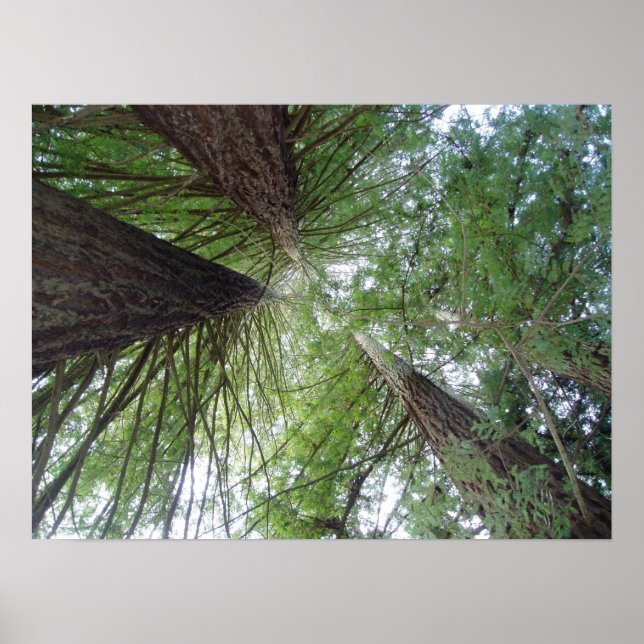 Poster California Redwoods Print (Devant)