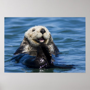 Poster California Sea Otter Enhydra lutris) grooms