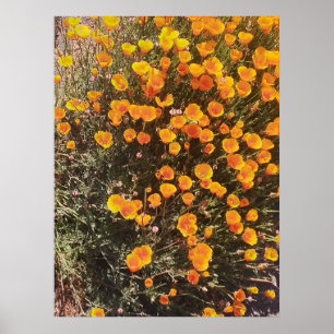 Poster Californie Fleur sauvage de pavot