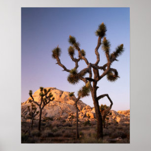 Poster Californie, Parc national de Joshua Tree, Joshua