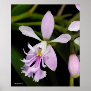 Poster Caligarium d'Epidendrum