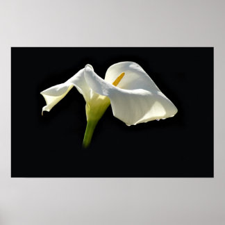 Poster calla