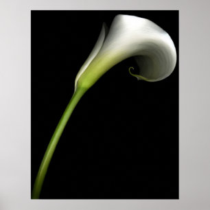 Poster Calla Lily