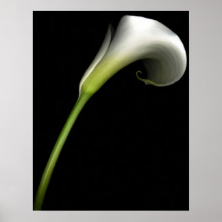 Poster Calla Lily