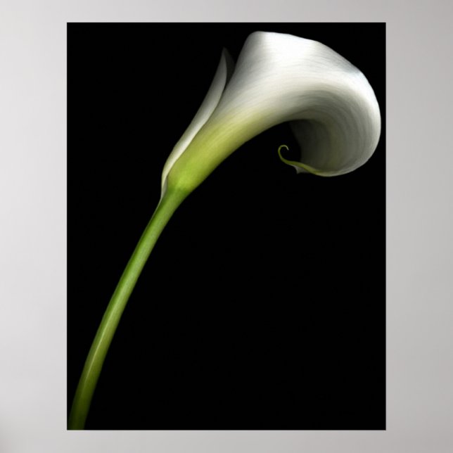 Poster Calla Lily (Devant)
