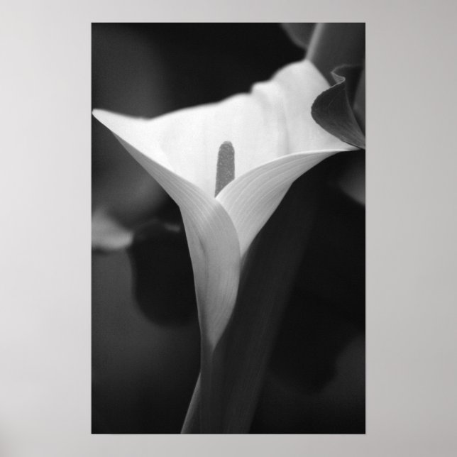 Poster Calla Lily en noir et blanc (Devant)