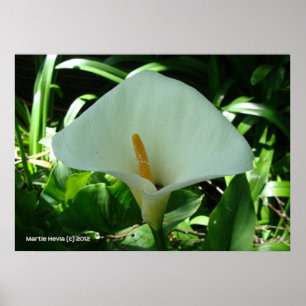 Poster Calla Lily en vert