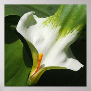Poster Calla Lily, Zantedeschia