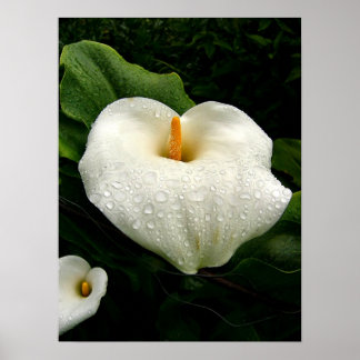 Poster Calla Lilys