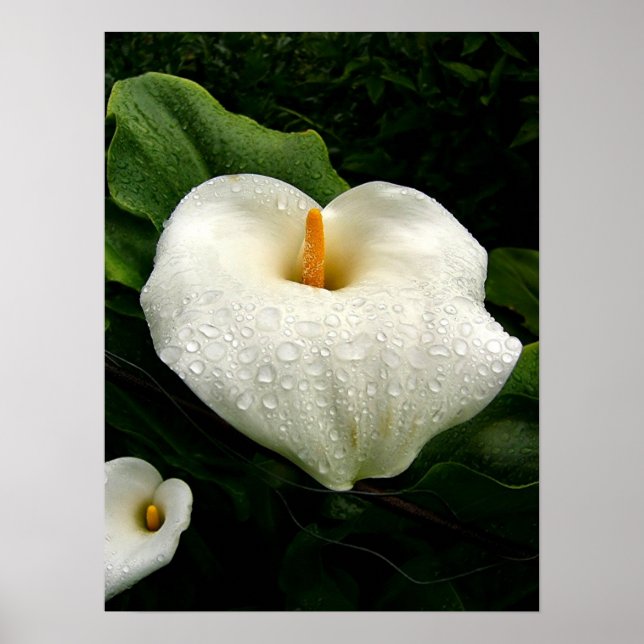 Poster Calla Lilys (Devant)