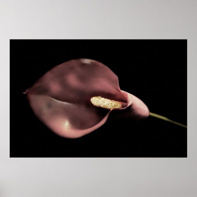 Poster Calla rose (Devant)