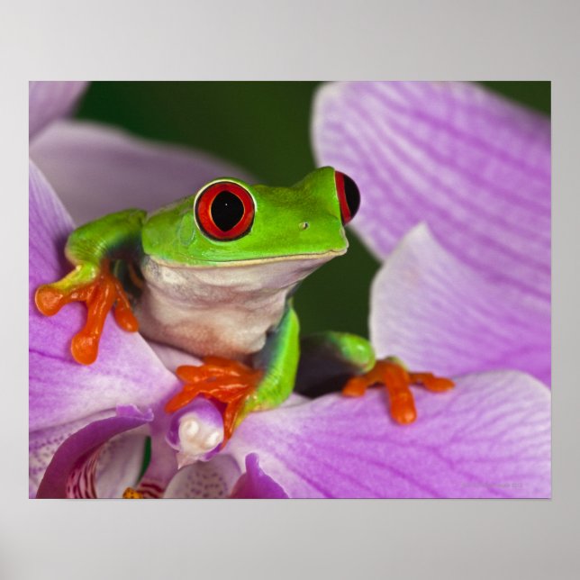 Poster Callidryas agalychnis. (Devant)