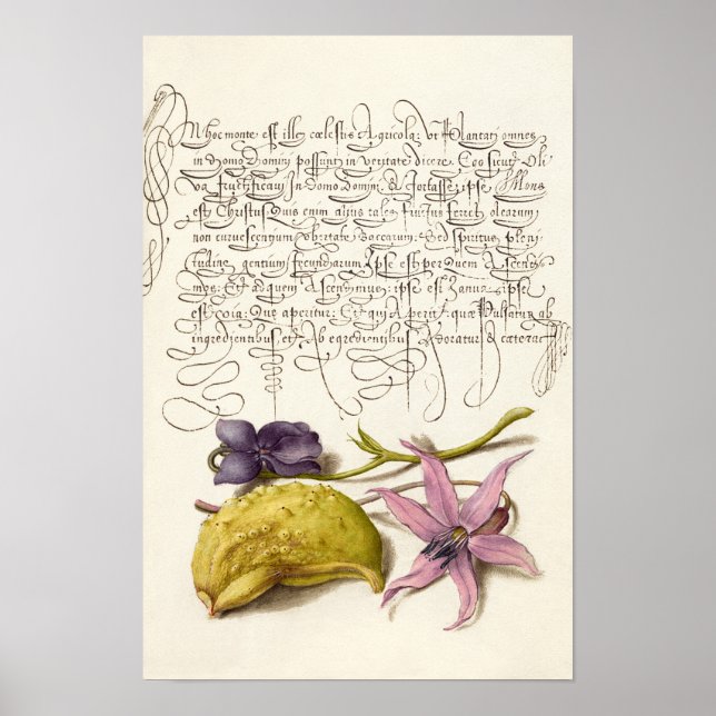 Poster calligraphie antique vintage illustration botaniqu (Devant)