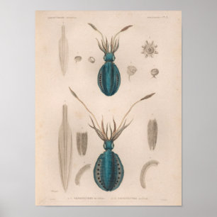 Poster Calmar Bleu Mer Vintage Créatures Art Imprimer