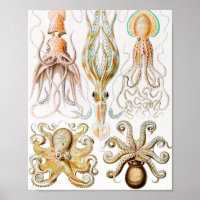 Calmar de poulpe, Gamochonia par Ernst Haeckel