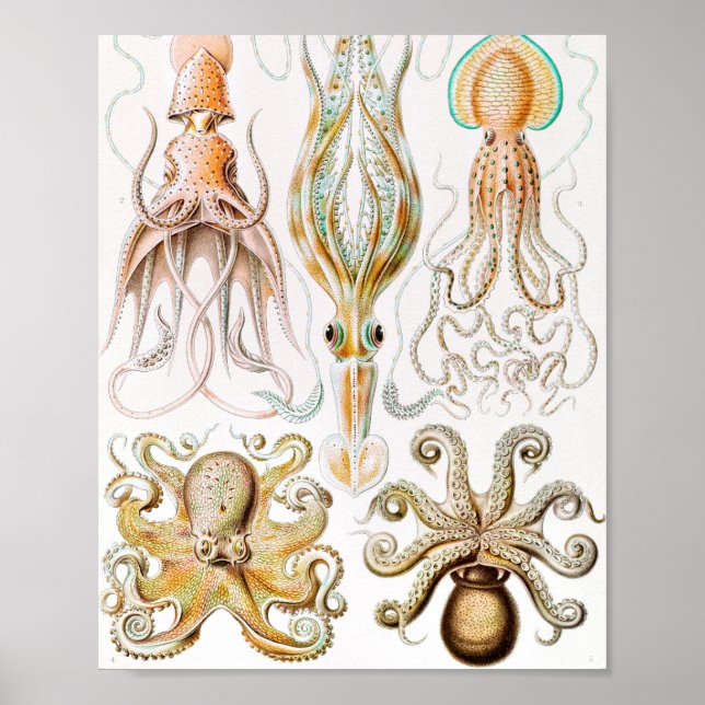 Poster Calmar de poulpe, Gamochonia par Ernst Haeckel (Devant)