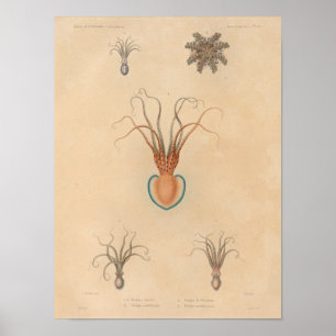 Poster Calmar Jaune Bleu Vintage Mer Créatures Art Imprim