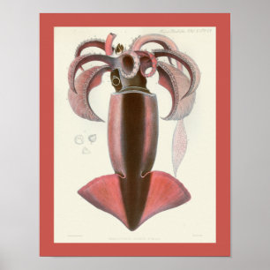 Poster Calmar pourpre Céphalopod Mer Créatures Art Imprim