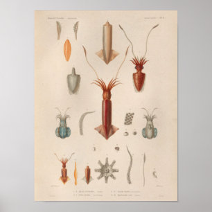 Poster Calmar Rouge Bleu Vintage Mer Créatures Art Imprim
