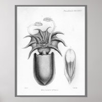 Calmar Vintage Céphalopod Mer Créatures Art Imprim