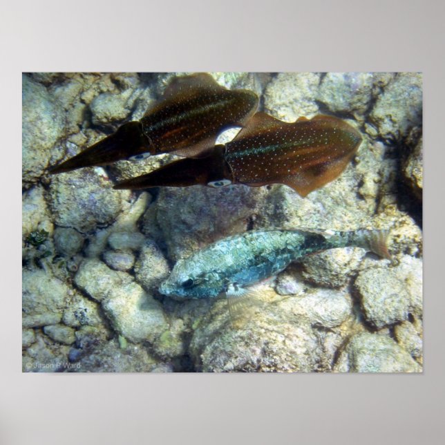 Poster Calmar Wannabe (Devant)