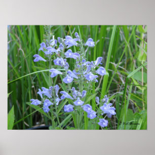 Poster Calotte rugueuse, integrifolia de Scutellaria