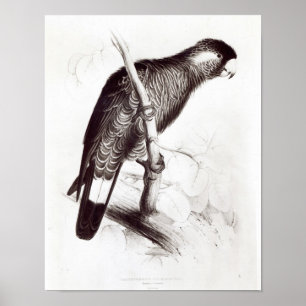 Poster Calyptorhynchus Baudinii, ou cacatoès de Baudin