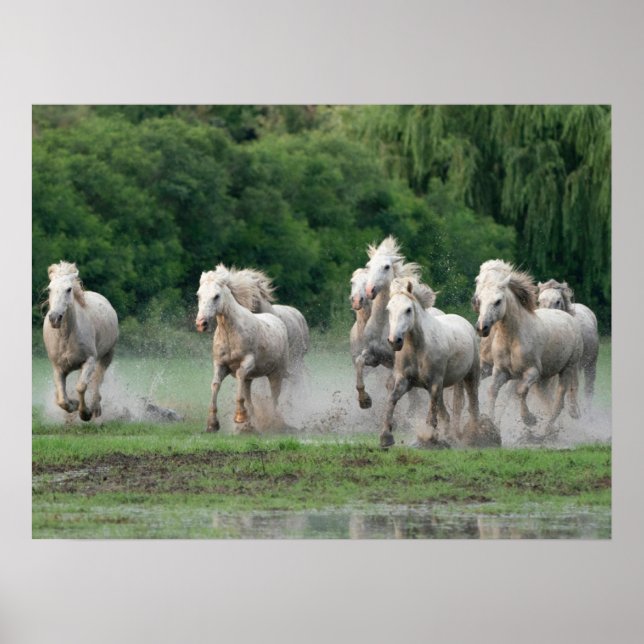 Poster Camargue Chevaux courant dans l'eau (Devant)